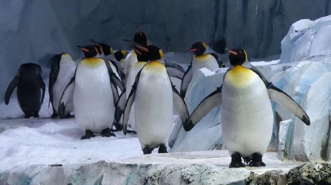 Threat of bird flu virus increased in Antarctica, scientists warn of penguin deaths