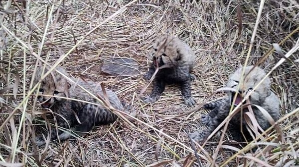 Little guest arrival at Kuno National Park, Jwala Cheetah gives birth to three cubs