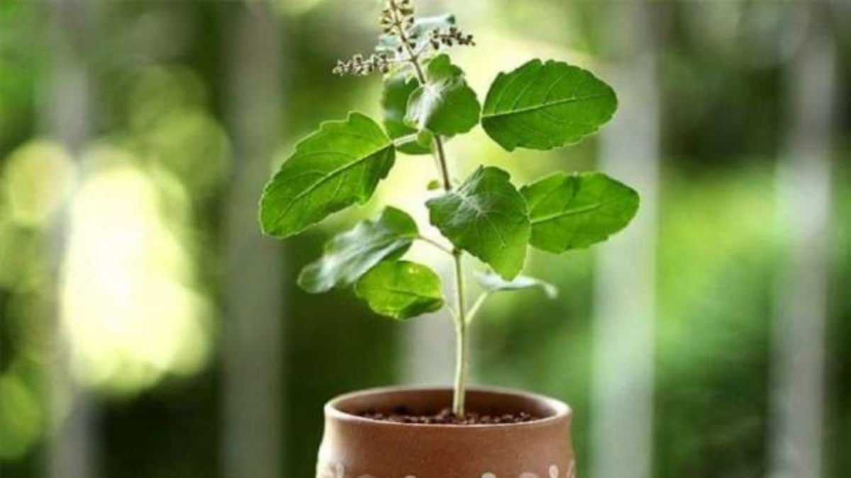 Tulsi Puja Rule: Do not do these mistakes during Tulsi Puja, you will not get the fruit of the puja