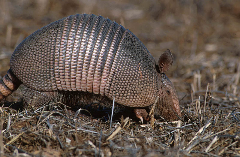 This creature is considered 'naturally bulletproof', even bullets have no effect on it.