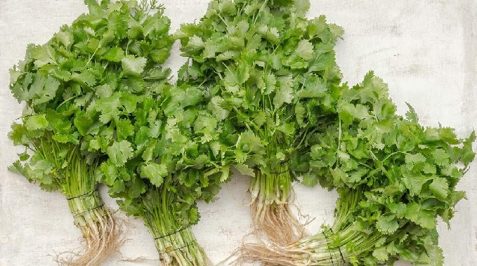 If green coriander dries up even in the fridge, store it this way, it will stay fresh for a long time.