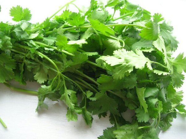 Coriander is useful not only for food decoration but also for health, know its benefits