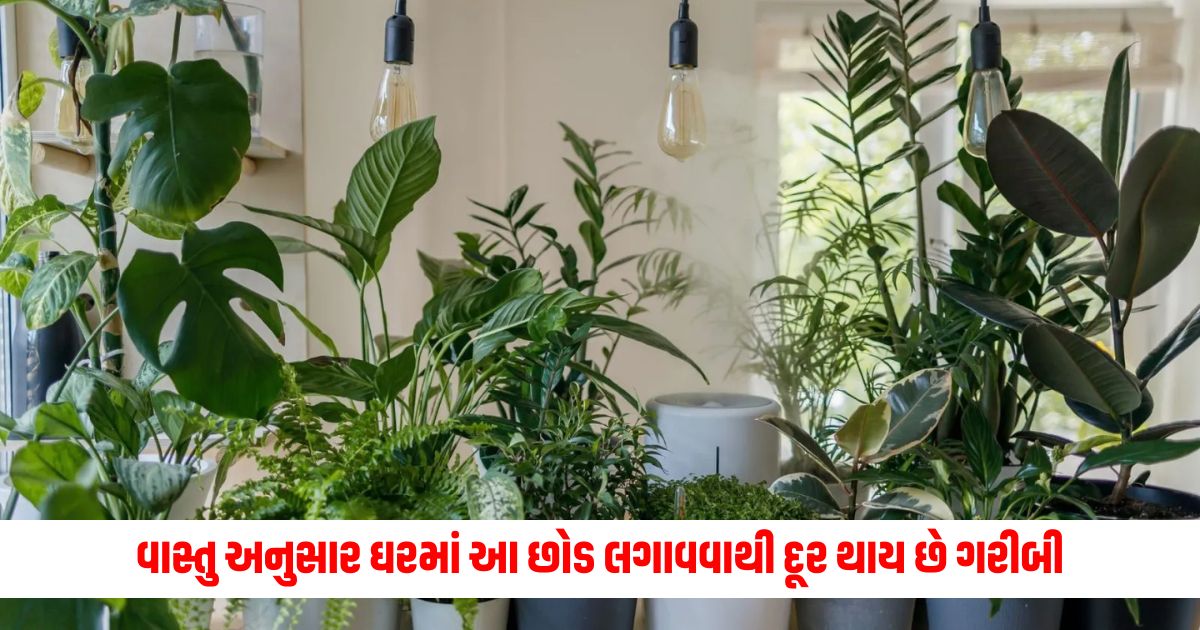 According to Vastu by planting these 5 plants in the house poverty is removed wealth is achieved