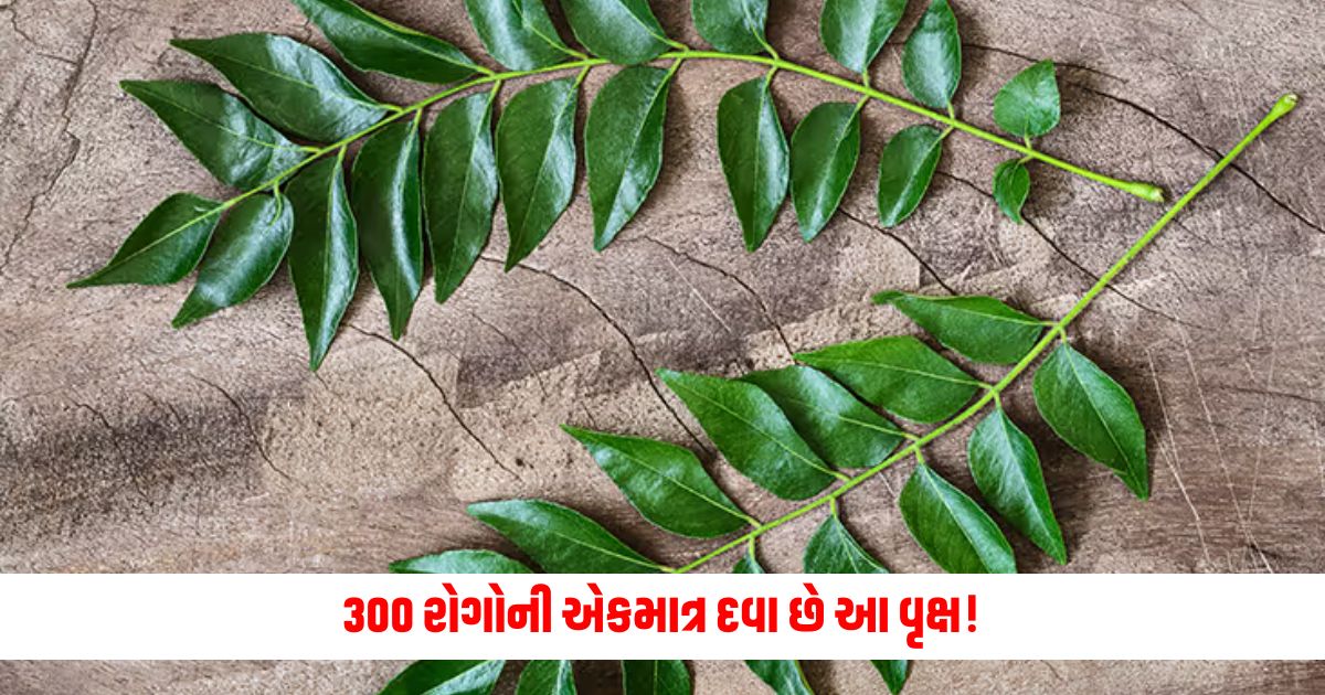 This tree is the only medicine for 300 diseases Patta is a special herb for women 5 powerful benefits