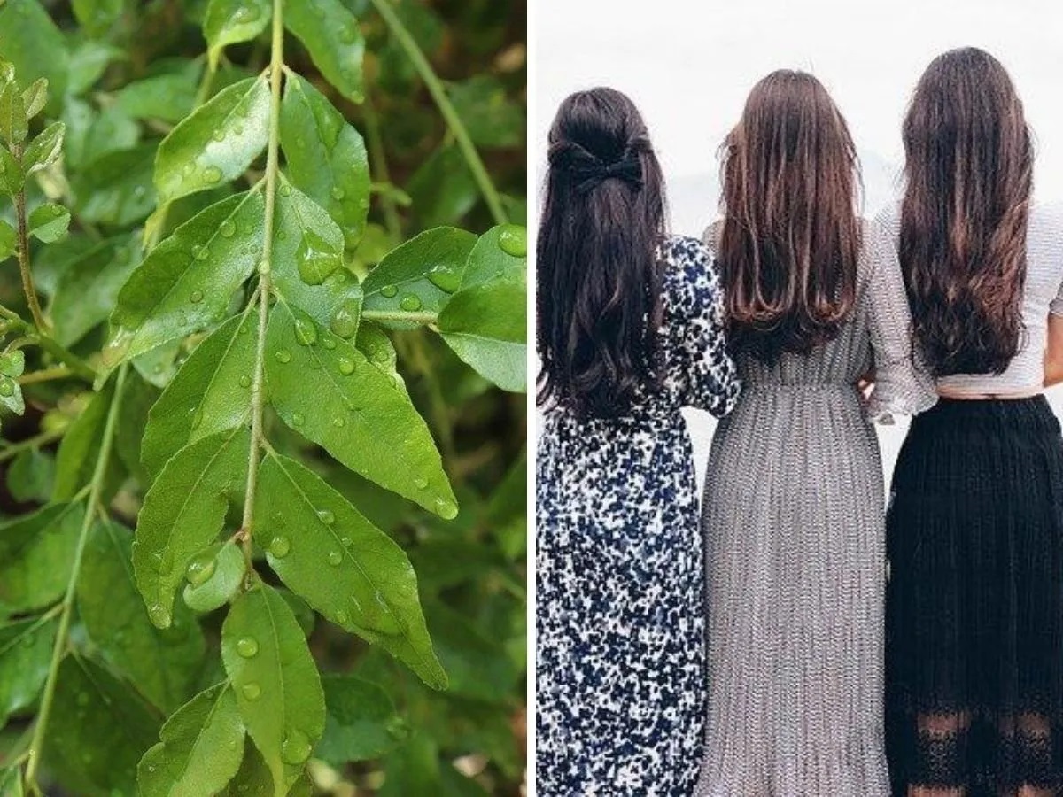 Use curry leaves in 4 ways to make your hair long and thick fast 2