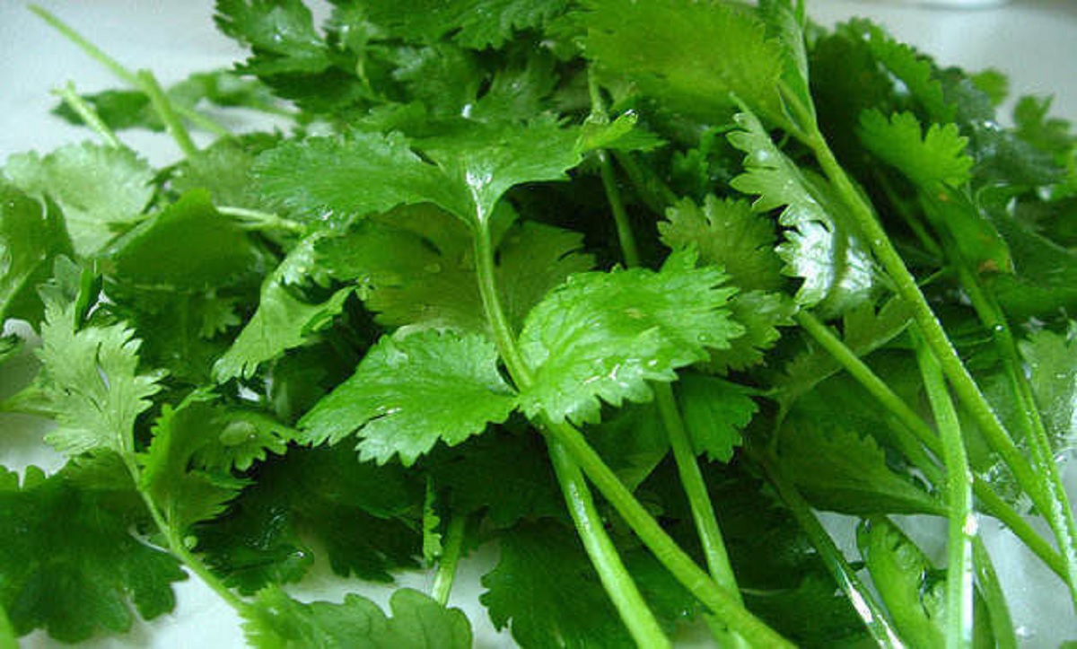 Cooling Herbs These herbs will cool the body from inside in summer daily consumption will also improve digestion01