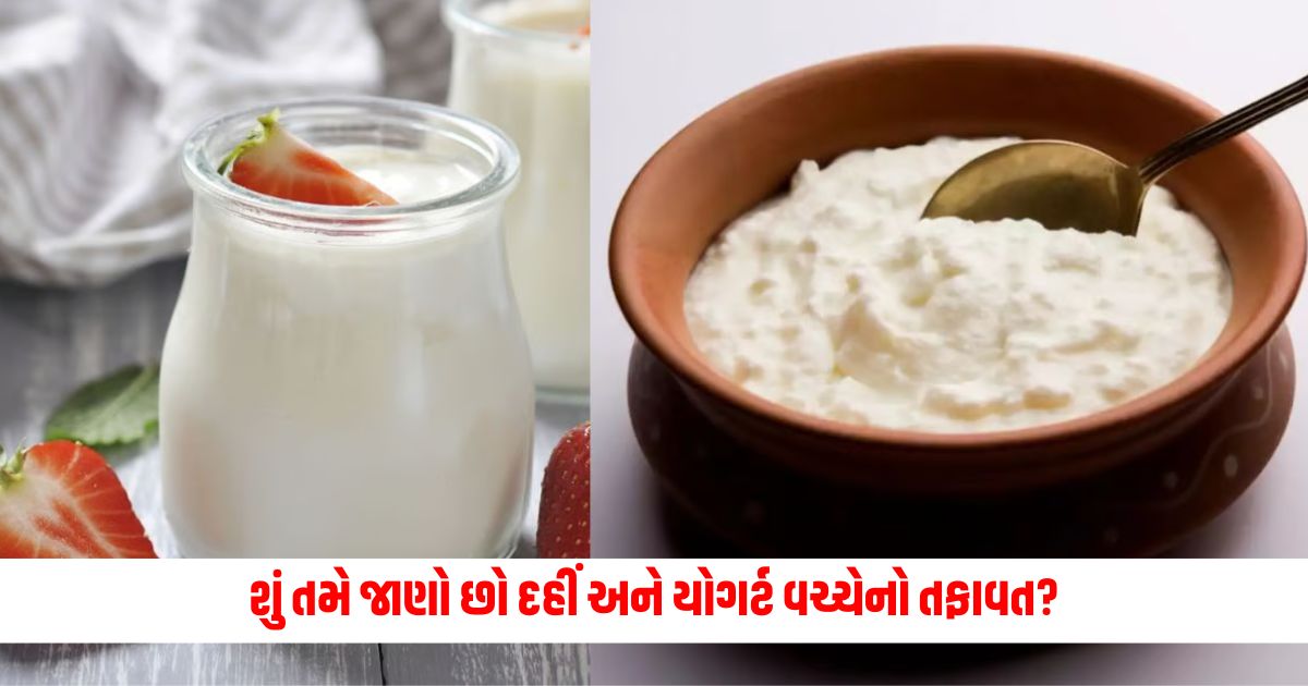 Curd or Yogurt Do you know the difference between Curd and Yogurt know