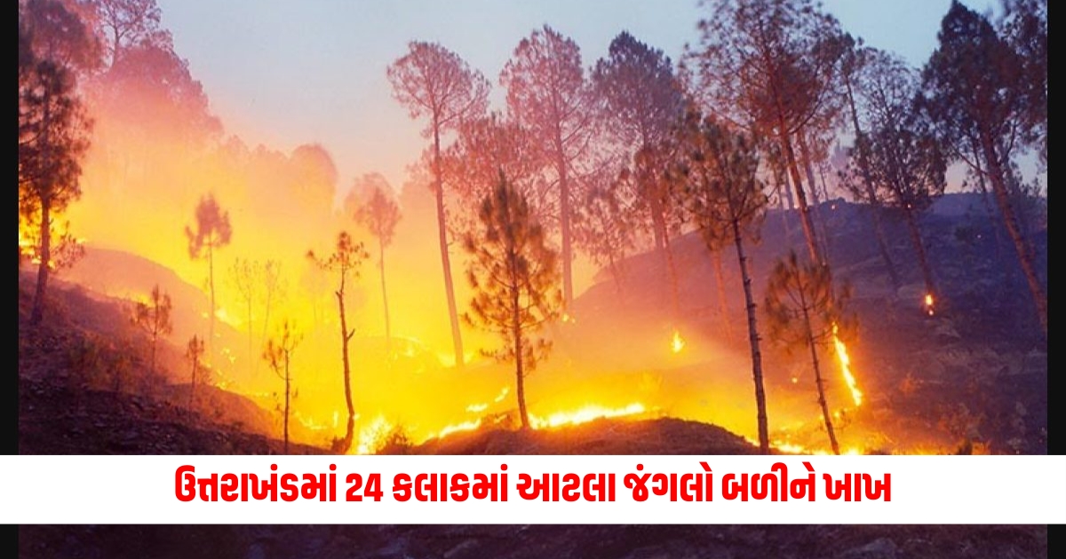 Uttarakhand So many forests were burnt in Uttarakhand in 24 hours know the details