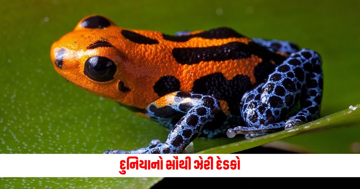 Worlds Most Poisonous Frog The worlds most poisonous frog is sold for millions of rupees