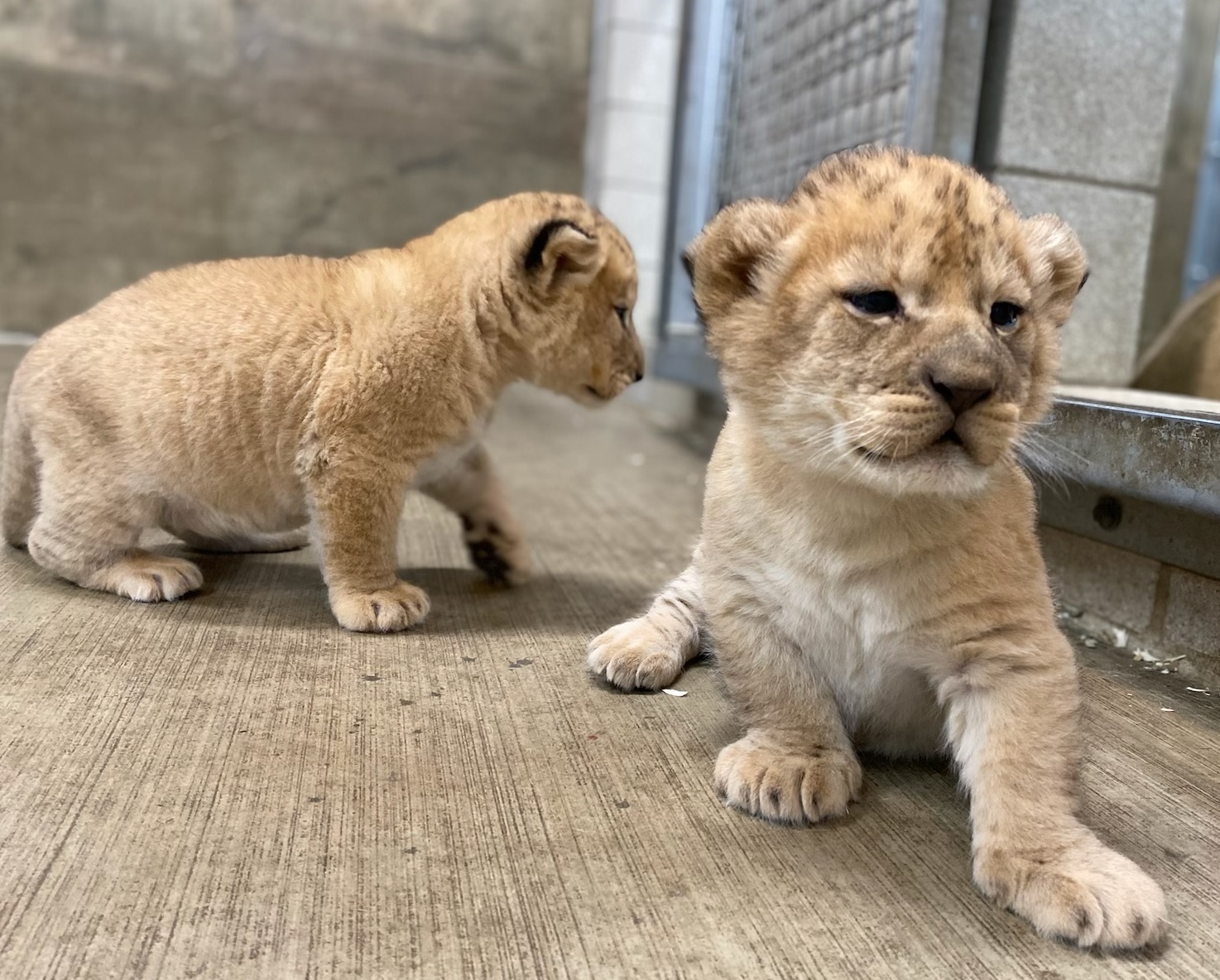 lion cub