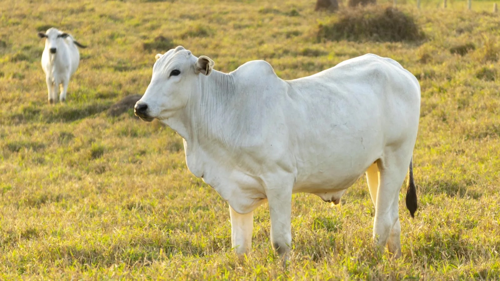 Bird flu spread in cows American officials warned dairy workers 1