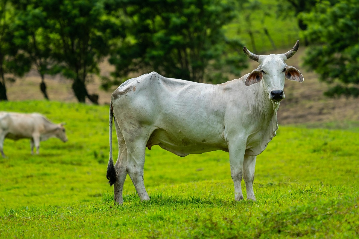 Bird flu spread in cows American officials warned dairy workers 12