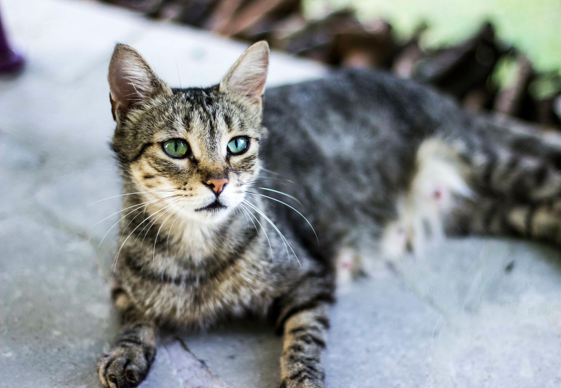 Even the cat is heavy A fire was set in the house goods worth lakhs of rupees were burnt 12