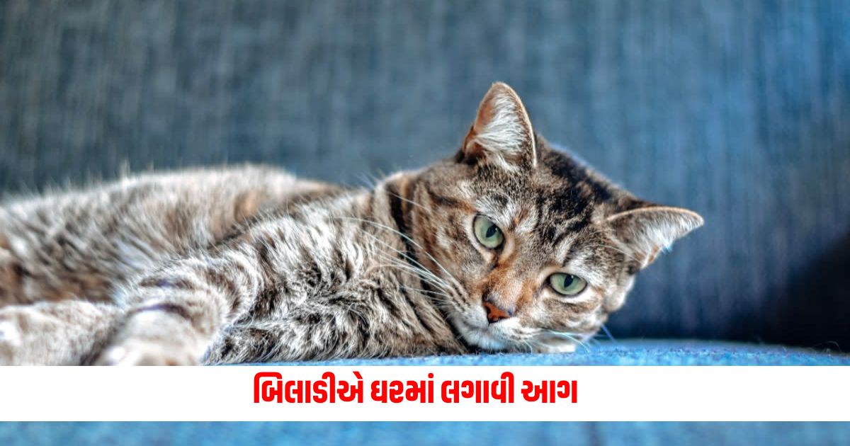 Even the cat is heavy A fire was set in the house goods worth lakhs of rupees were burnt 34