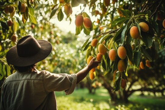 Mango Season Impact of Global Warming This year there will be an impact on the saffron mango crop this is happening even before the fruit ripens 1