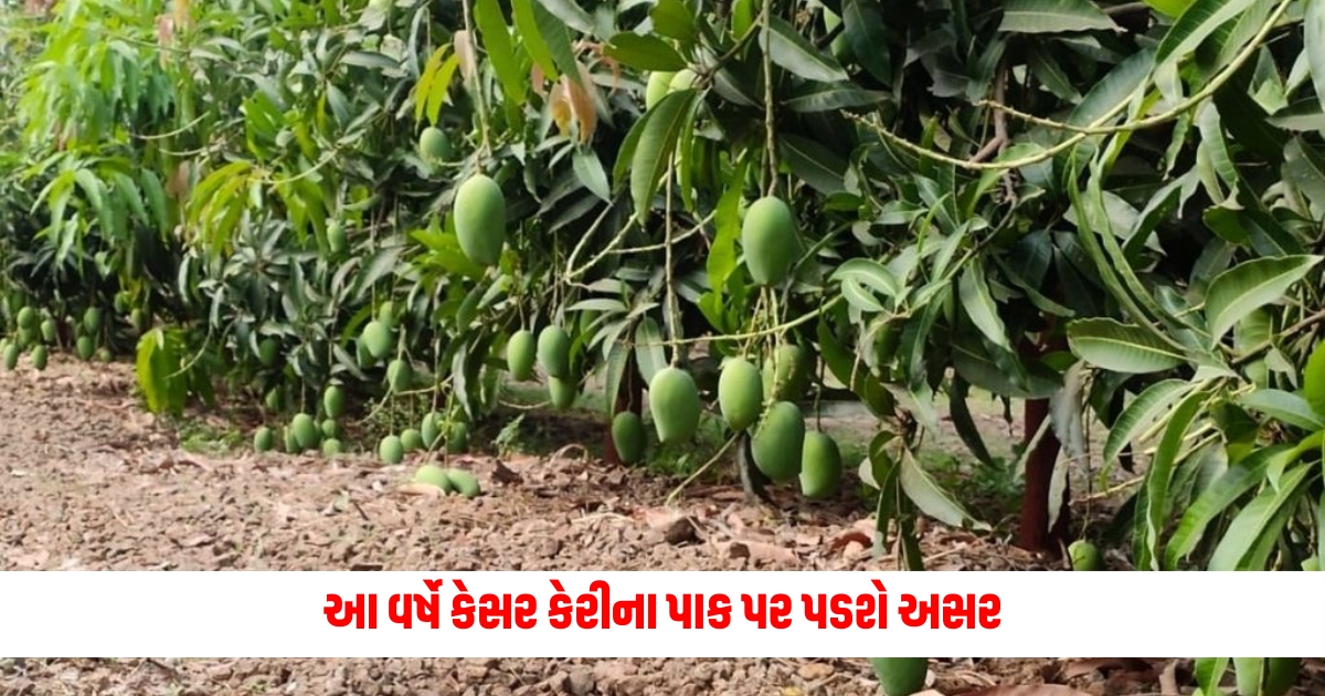 Mango Season Impact of Global Warming This year there will be an impact on the saffron mango crop this is happening even before the fruit ripens 2