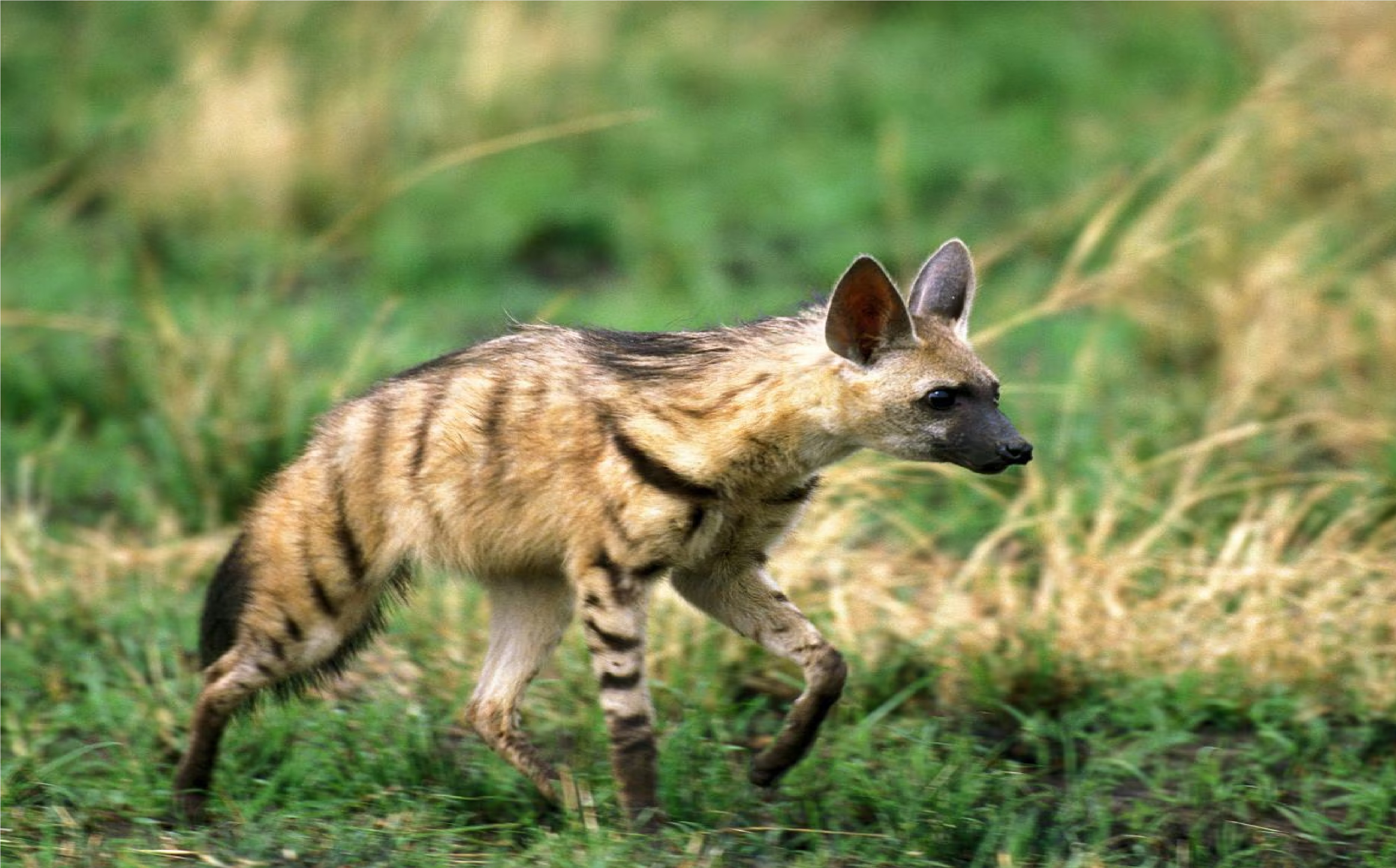 This beast is the brother of Zarakh it eats so many termites and ants every day it is expert in hunting at night. 1