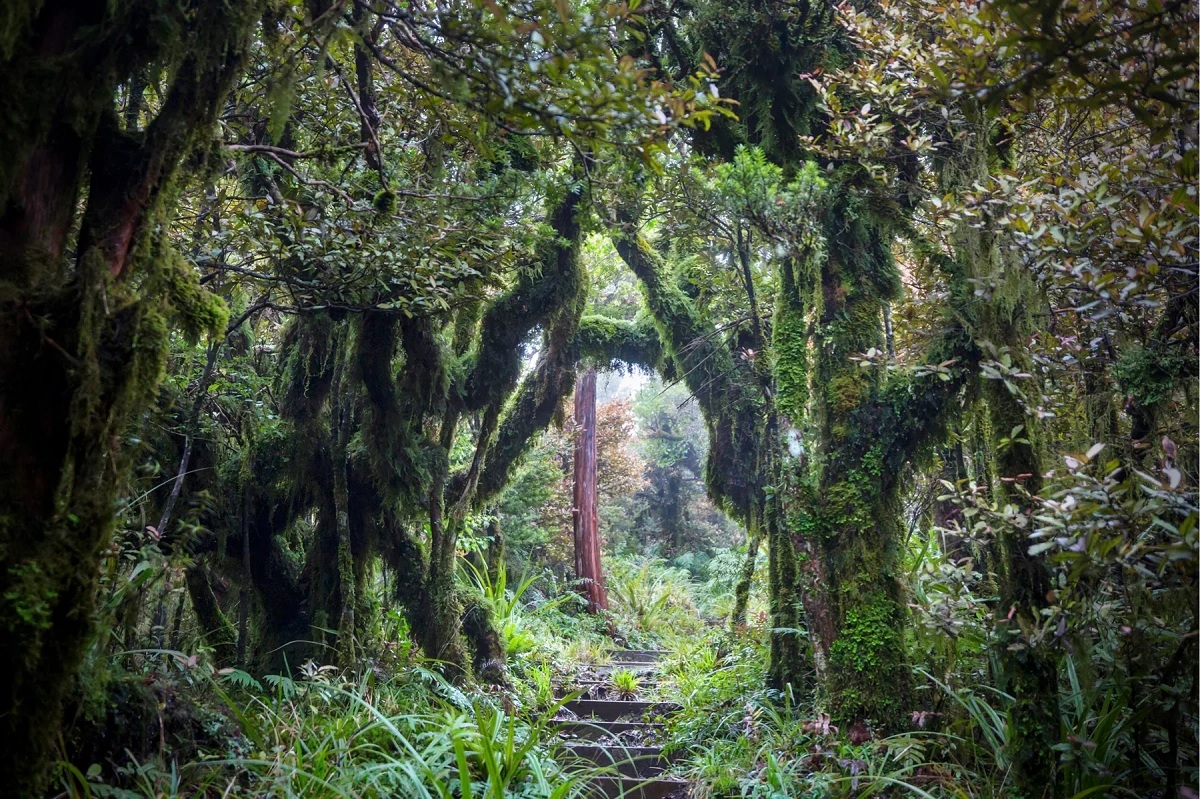 Weird News Where do the strange sounds come from in this deserted forest There is neither any soul nor any ghost there. 01