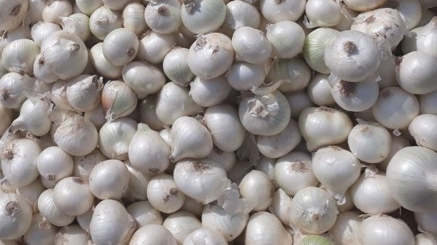 five health benefits of white onion 2