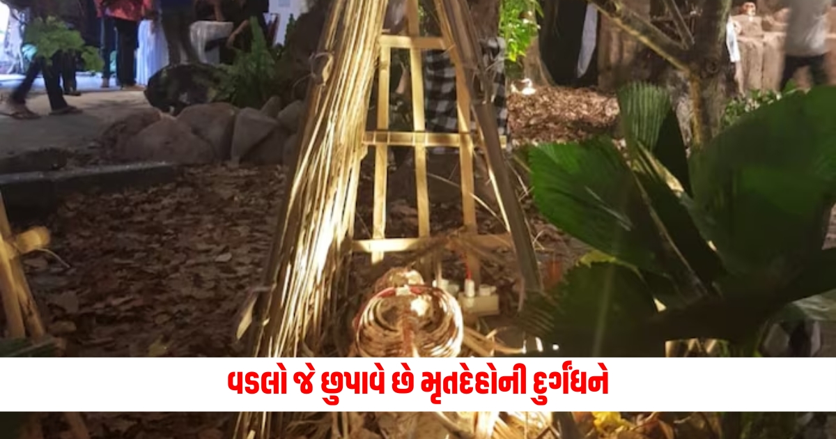 fragrant banyan tree menyan taru that mask the decaying smell by its sweet fragrance