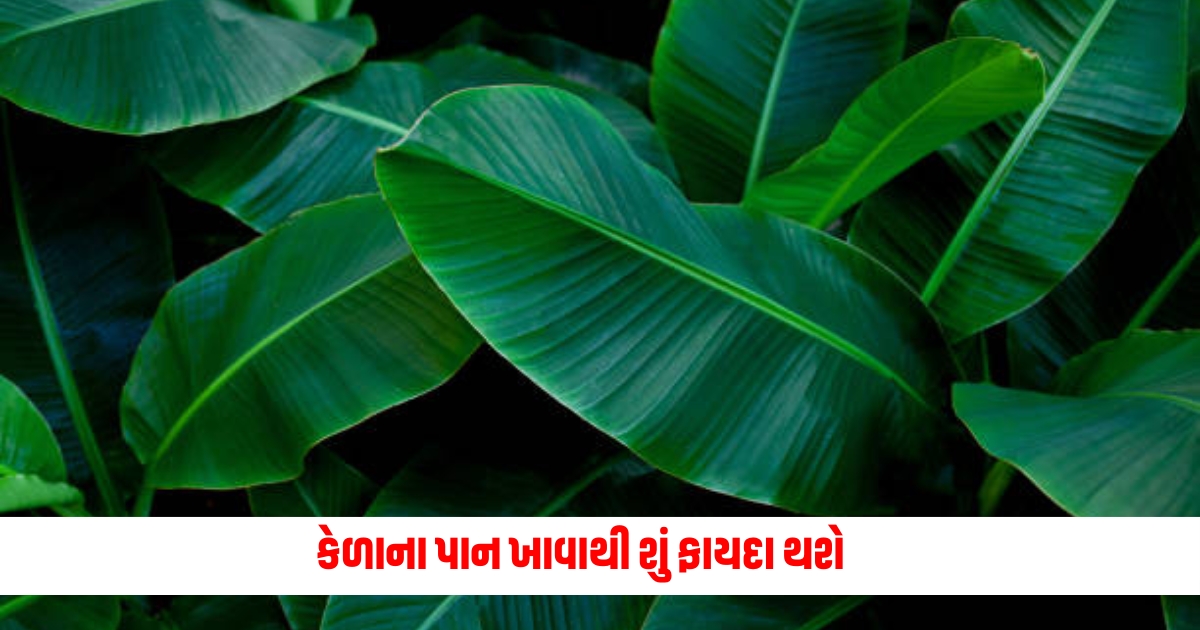 From improving digestion to weight loss eating banana leaves has many benefits