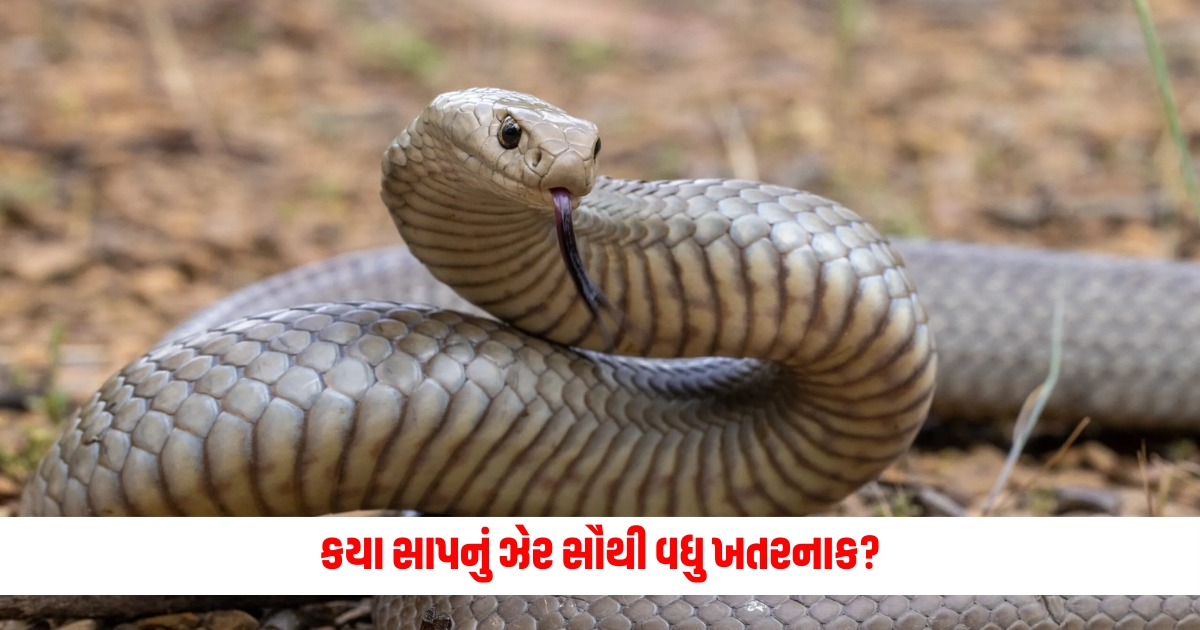 Which snake venom is the most dangerous how quickly it can take life know the shocking truth