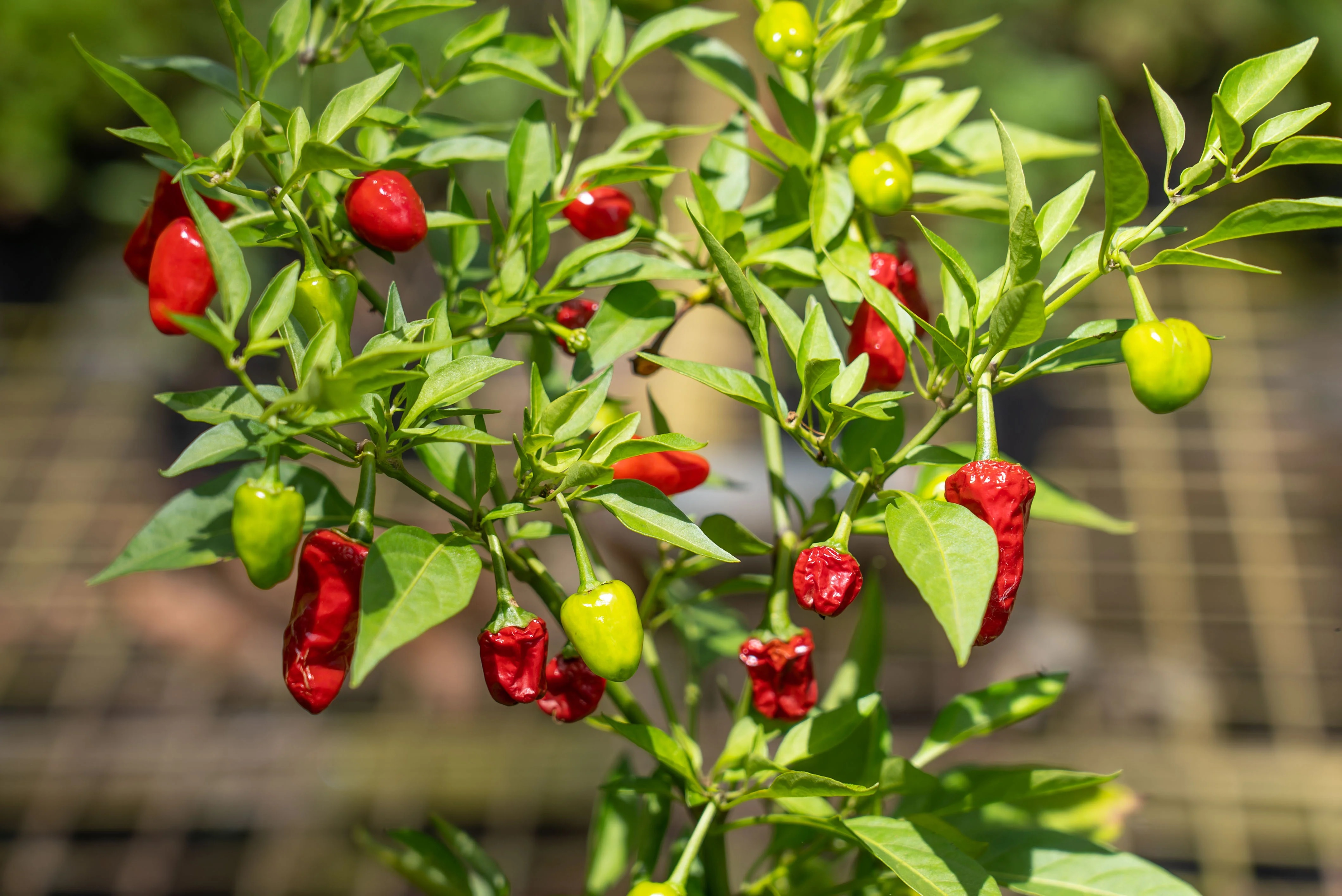 ajab gajab student died after eating spicy chips with high capsaicin doctor got shocked 2