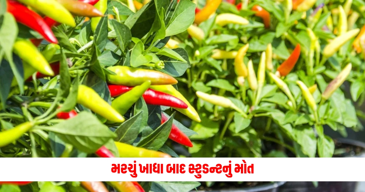 ajab gajab student died after eating spicy chips with high capsaicin doctor got shocked f