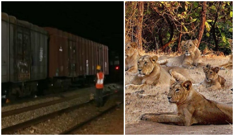 driver stopped goods train after seeing ten lions on track in gujarat bhavnagar 1