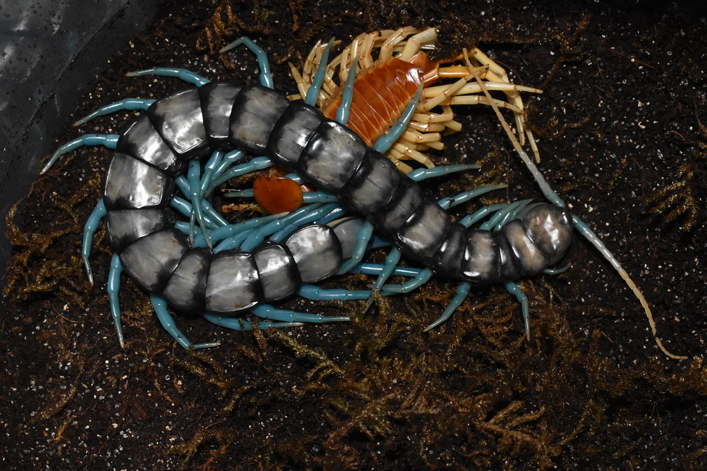 scolopendra changes colour by molting skin amazing wildlife bizarre 1