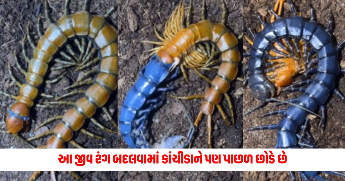 scolopendra changes colour by molting skin amazing wildlife bizarre f