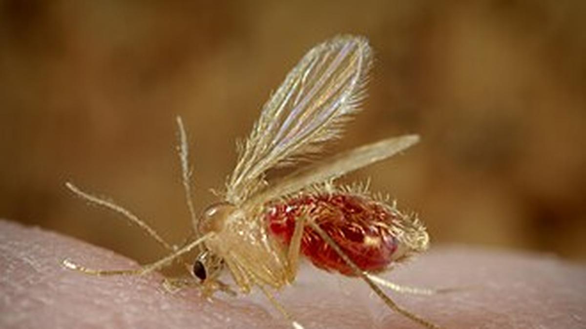 14 deaths due to Chandipura virus in Gujarat this special fly is causing death 1 1