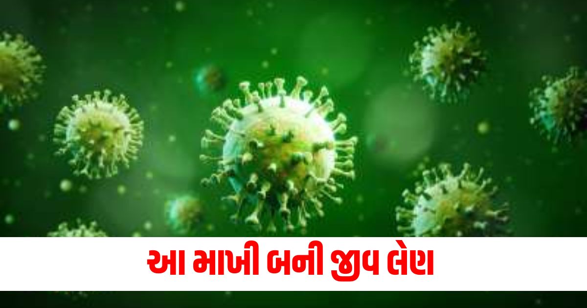 14 deaths due to Chandipura virus in Gujarat this special fly is causing death