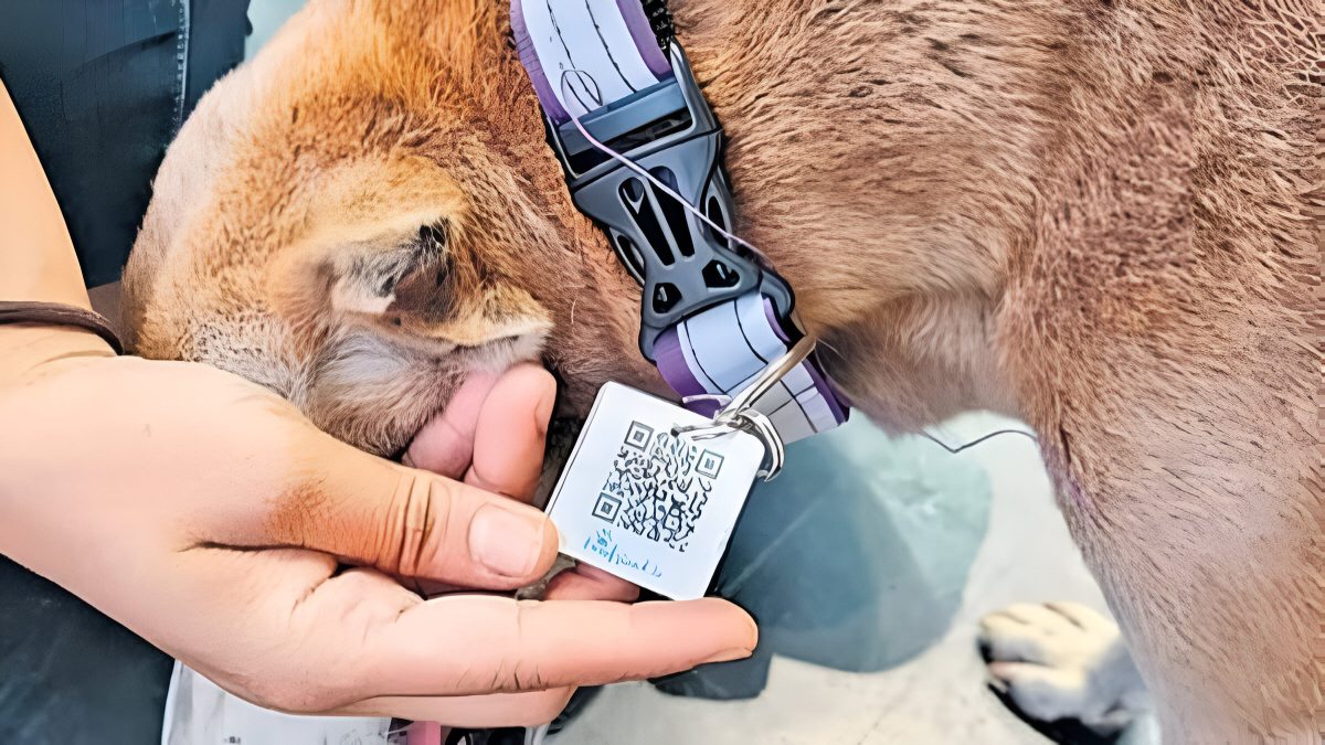 aadhaar card for dogs issued at this site in india 1