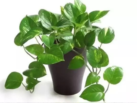 according to vastu shastra money plant ko chori karke lagana chahiye ya nahi 1