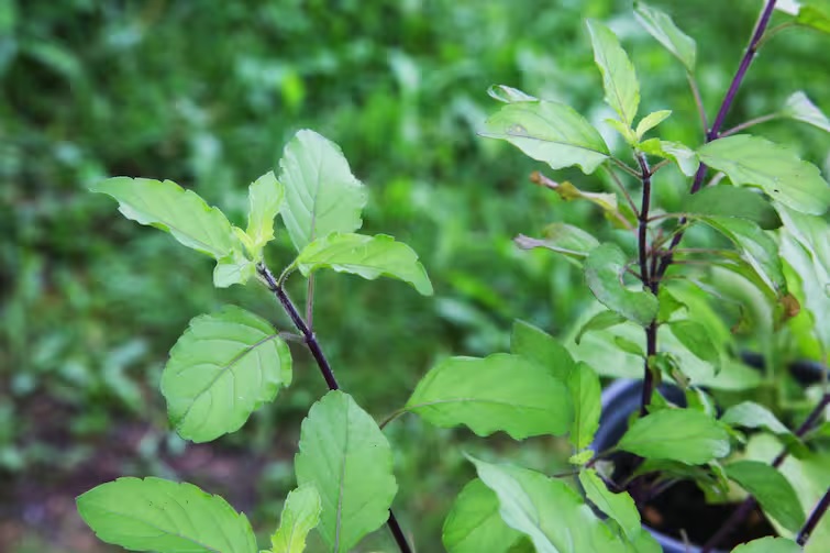 do not break tulsi leaves on sunday 1