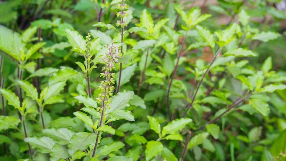 do not break tulsi leaves on sunday 2