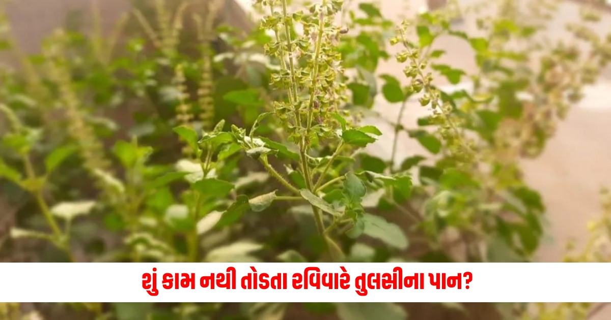 do not break tulsi leaves on sunday f