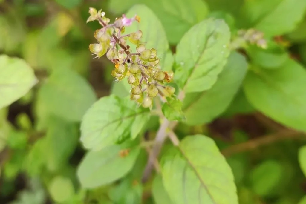 do not keep these things near tulsi even after forgetting it may come in the house poor 2