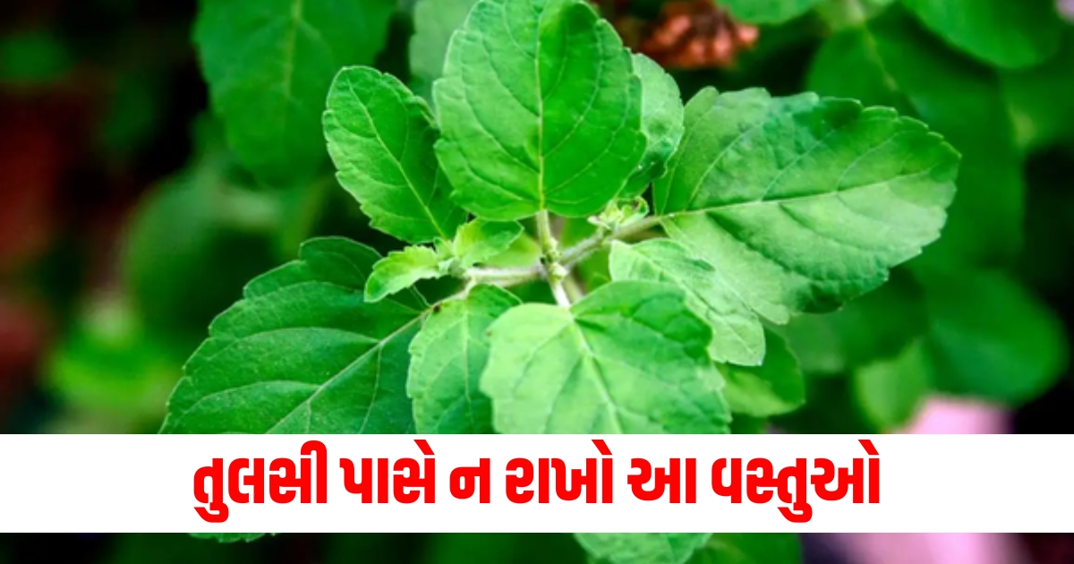 do not keep these things near tulsi even after forgetting it may come in the house poor f