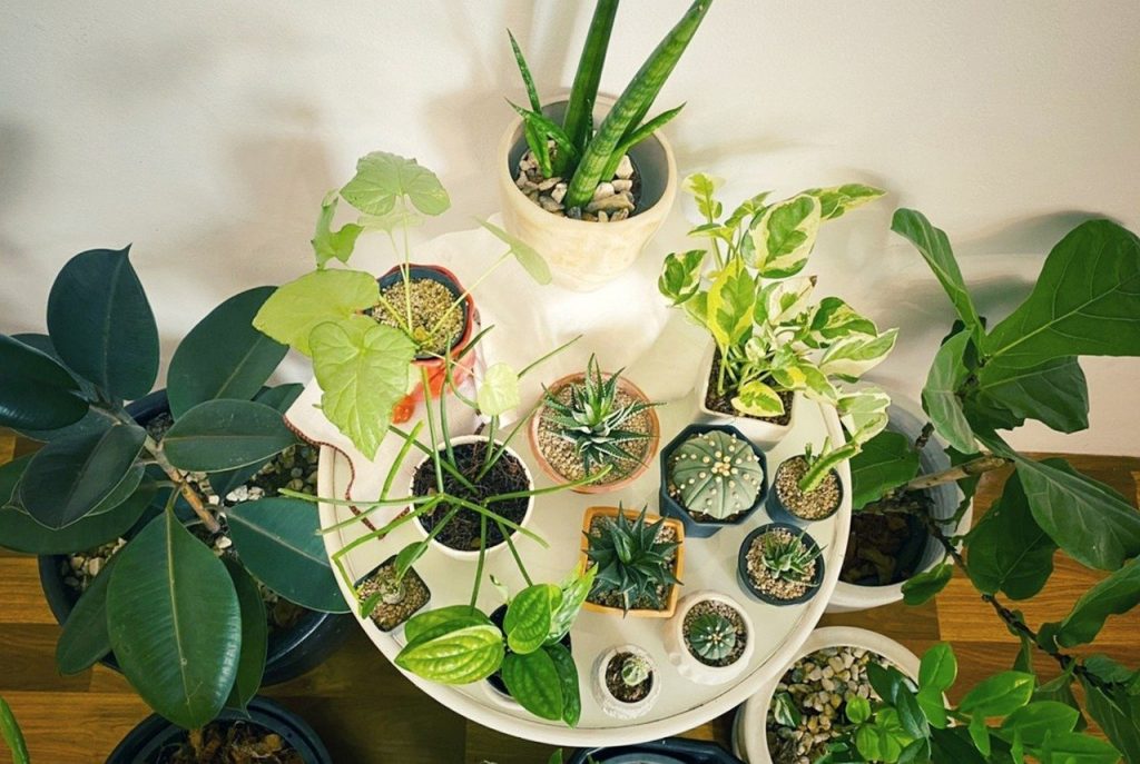 do not plant these plants in home 1