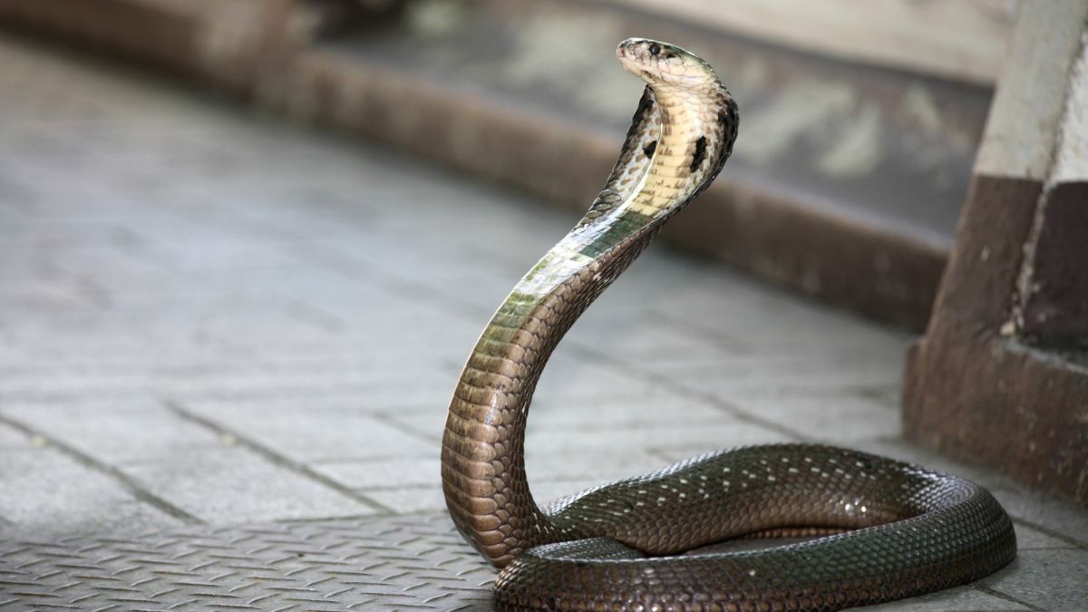 king cobra is a fearful snake know facts about this snake 1