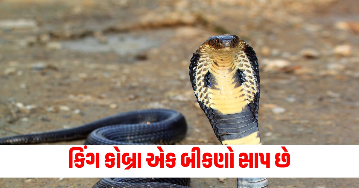 king cobra is a fearful snake know facts about this snake f