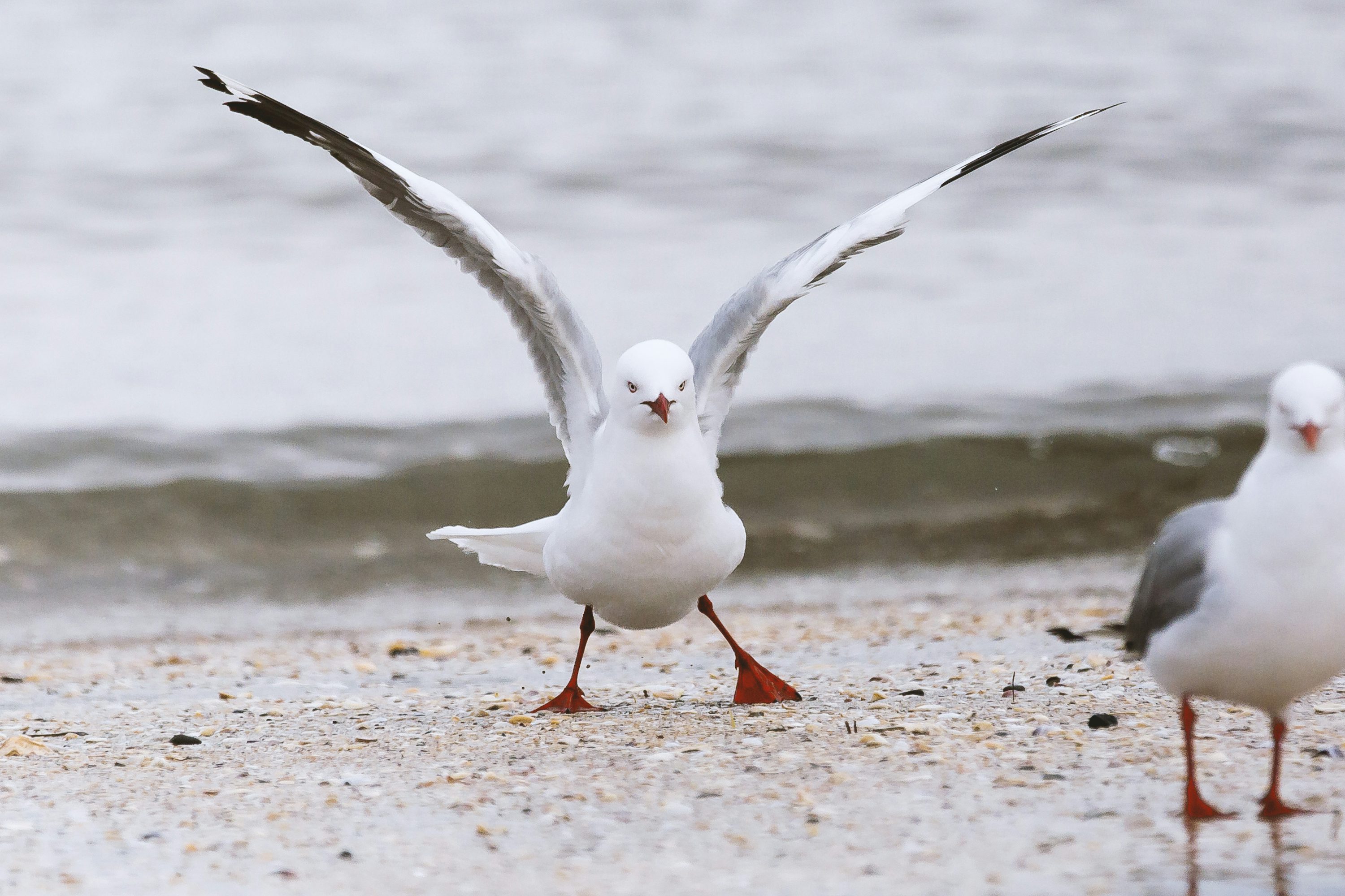 seagull cost local taxpayers 5 crore by refusing going away from roof 1