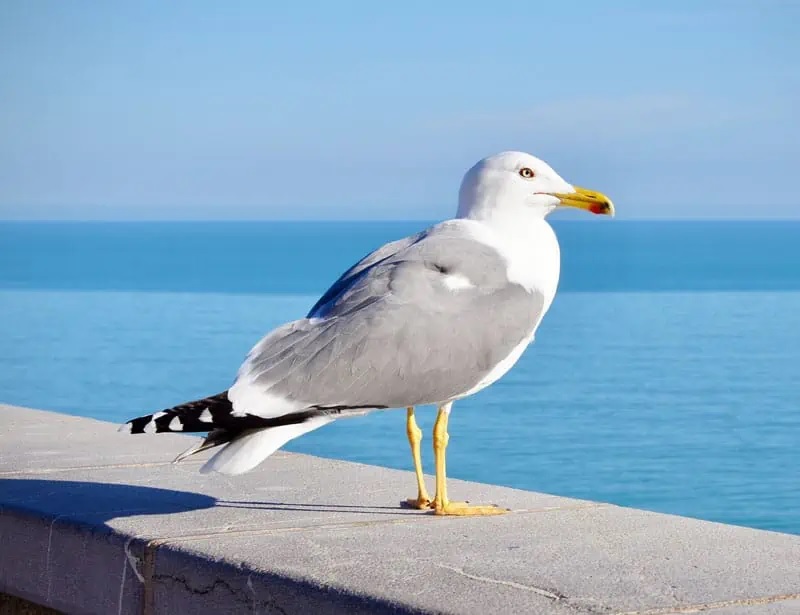 seagull cost local taxpayers 5 crore by refusing going away from roof 2