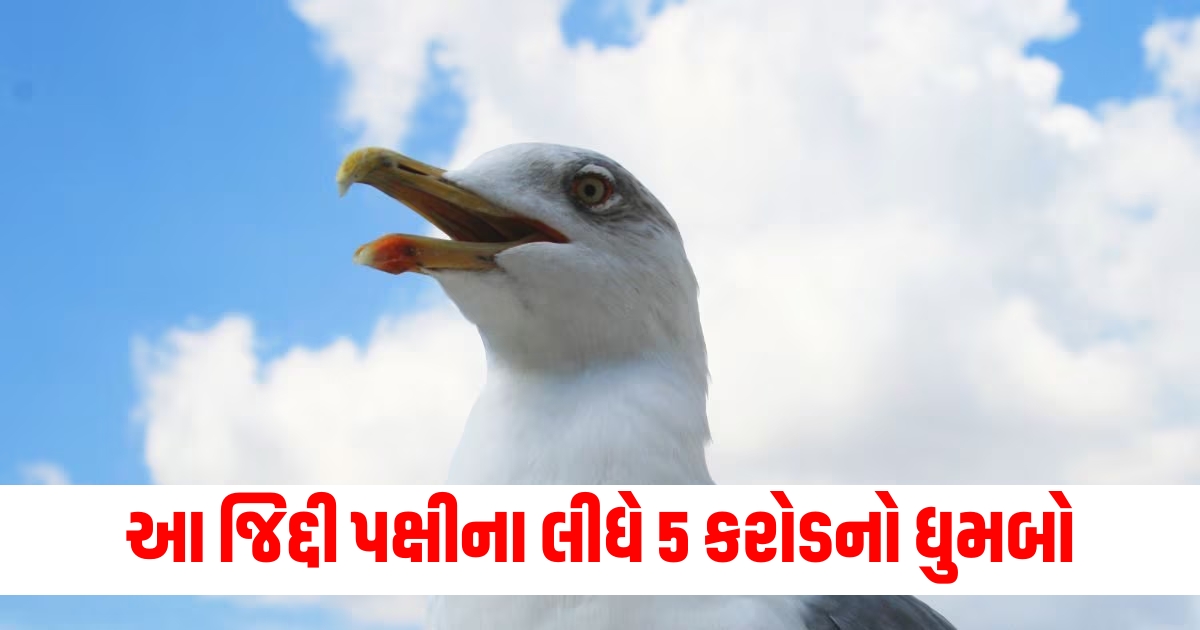 seagull cost local taxpayers 5 crore by refusing going away from roof f