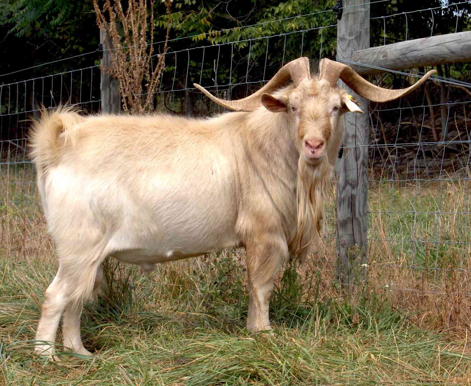 special breed of goat it is very beautiful with dwarf stature its specialty is different see pictures 1