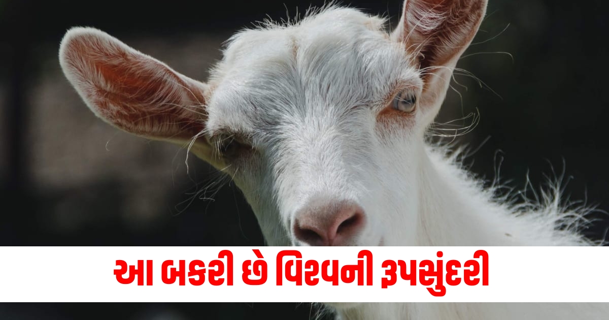 special breed of goat it is very beautiful with dwarf stature its specialty is different see pictures f