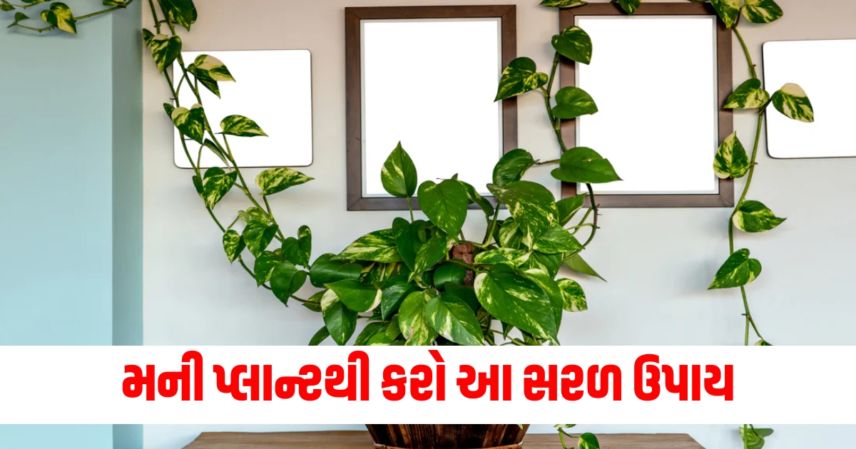 vastu shastra money plant upay for maa lakshmi blessings f