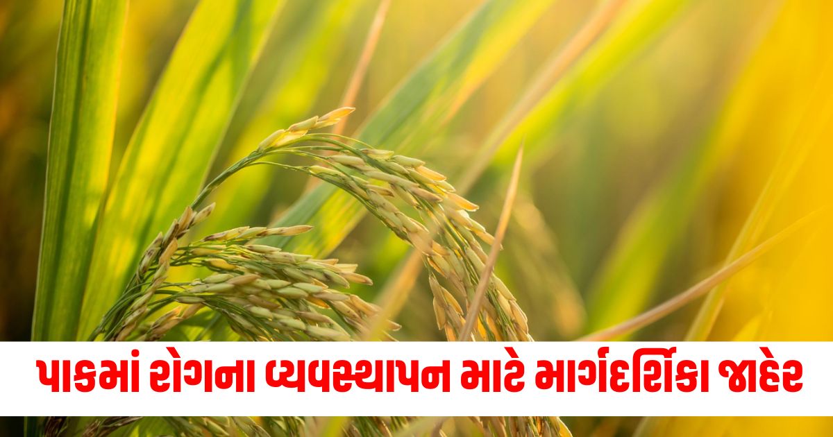 Guidelines for Disease Management in Paddy Crops published adopt such measures as published